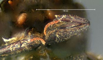 Media type: image;   Entomology 8103 Aspect: front tibia